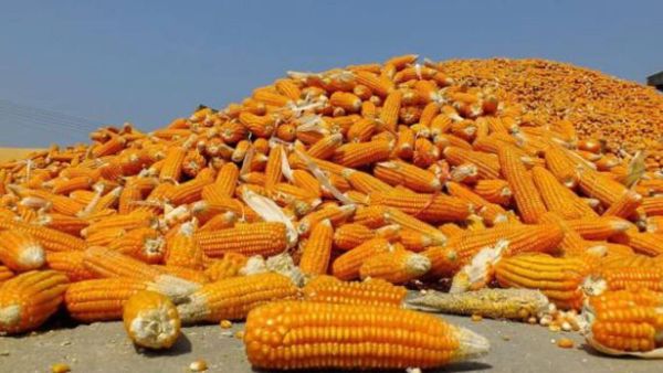 实皆省遵纳县区今年完成了今年雨季玉米1万多英亩的采收工作