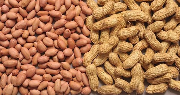 曼德勒大都市市场上花生米及掸大豆热销获得良好价钱