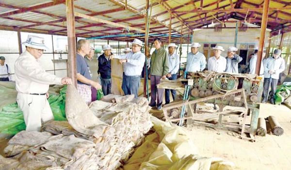 克钦邦首席部长视察密支那县区内橡胶作物种植情况