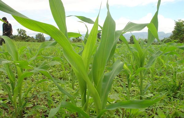 实皆省那加民族自治区区今年雨季种植了玉米玉蜀黍2.3万多英亩