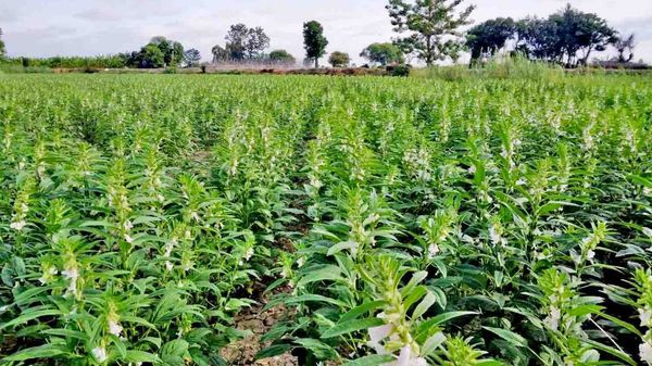 实皆省杰沙县区今年冬季将种植冬芝麻2.5万多英亩