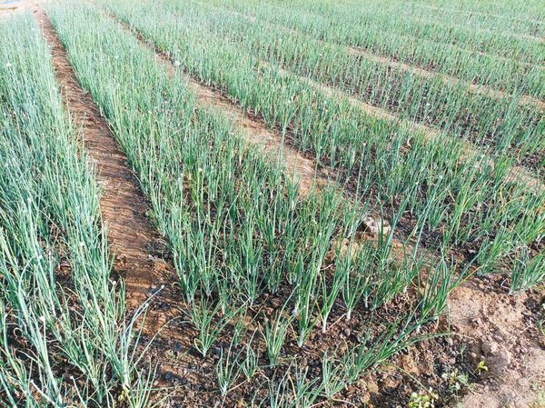 实皆省实皆专区今年雨季已种植了洋葱作物1千多英亩