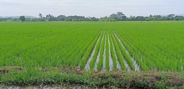 实皆省蒙育瓦县区今年雨季期间已完成3千多英亩雨季稻种植工作