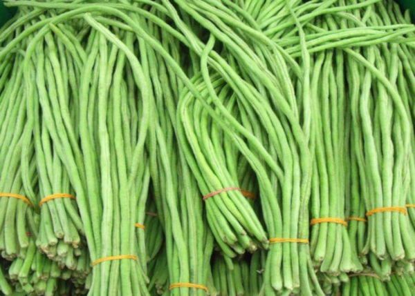 孟邦榜县区乡村地区农民们种植长豆获得好收益