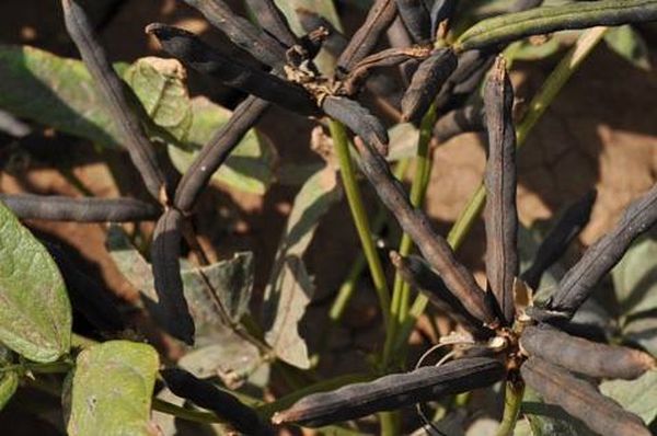 实皆省瑞帽专区今年冬季将种植1.4万多英亩黑麦豆作物