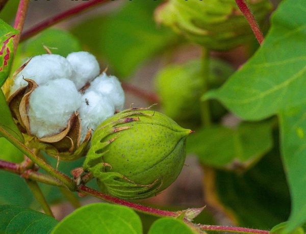 马圭省南卯县区长纤维棉花种植情况