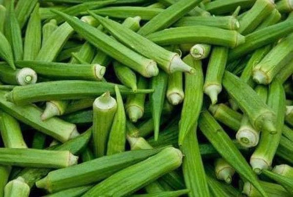 曼德勒省皎栖专区农民们种植秋葵作物收益良多