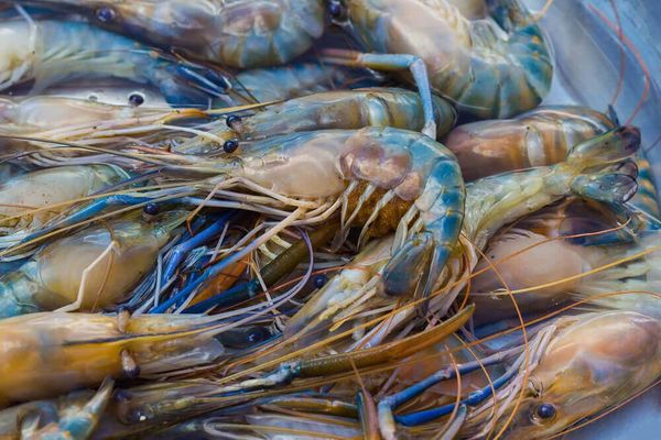 本财政年度6个月期间缅甸向国外出口虾类3千多公吨