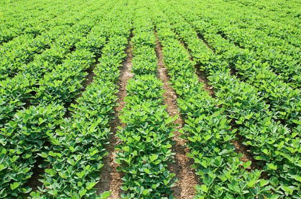 实皆省茵马宾专区今年雨季完成了雨花生3.3万多英亩的种植工作