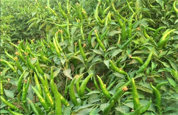 马圭省本漂县区今年冬季将种植厨房作物2千多英亩