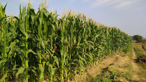 实皆省迪姜县区今年冬季将种植3千多英亩玉米玉蜀黍