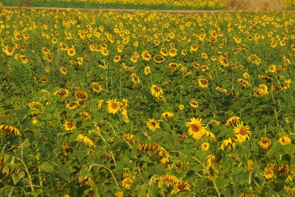 实皆省迪姜县区今年冬季将种植1.5万多英亩向日葵