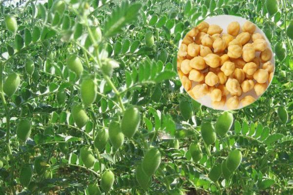 实皆省茵马宾专区今年冬季将种植鹰嘴豆作物13万多英亩