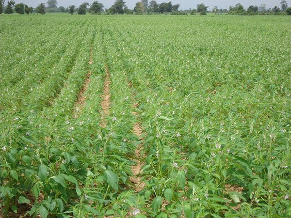 实皆省德拜茵县区今年雨季完成了雨芝麻2.8万多英亩的种植工作