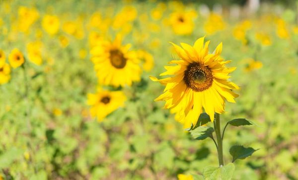 实皆省茵都县区今年冬季将种植冬向日葵1万多英亩