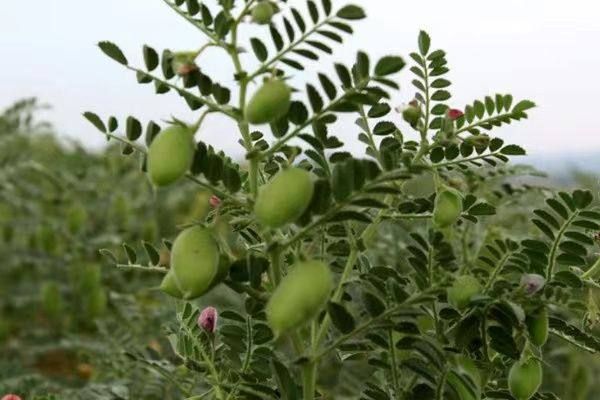 实皆省瑞帽专区今年冬季将种植6万多英亩鹰嘴豆