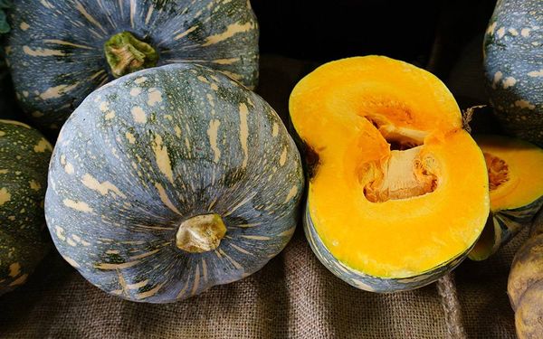 马圭省马圭县区南瓜种植情况