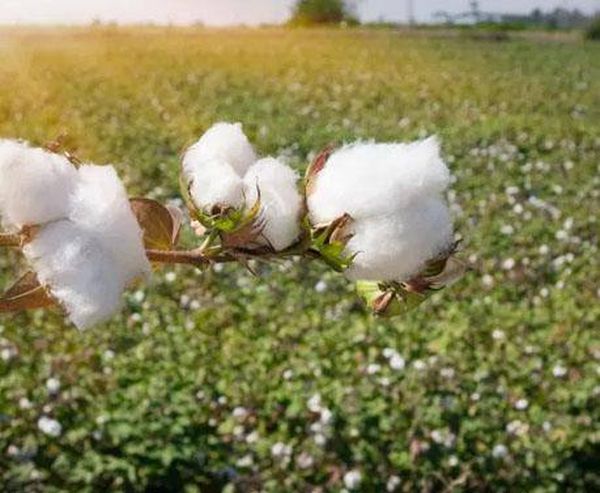 实皆省苗县区今年雨季种植了雨棉花4千多英亩