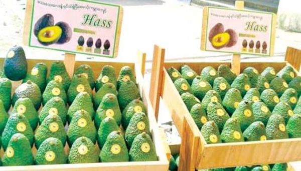 缅甸的冷冻牛油果果酱有望出口马来西亚