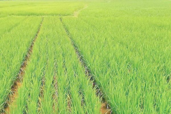 马圭省本漂县区在今年雨季已完成了雨季稻近7万英亩种植工作