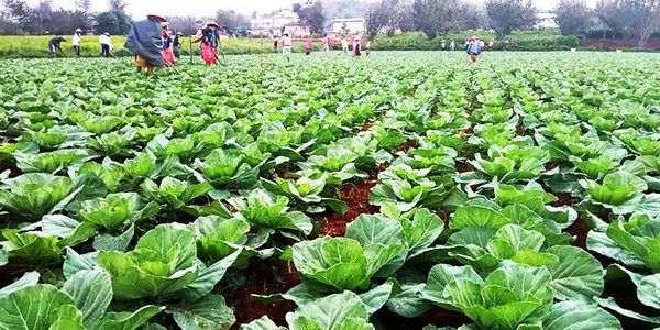 伊洛瓦底省英脉县区今年雨季种植了各种雨作物14万多英亩