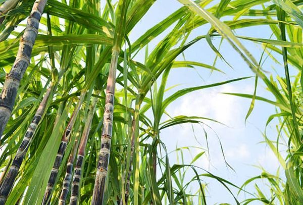 伊洛瓦底省额布都县区今年雨季种植了各种雨作物9千多英亩