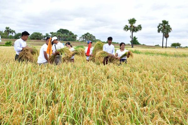 德林达依省遵素县区进行雨季稻标准田收割工作