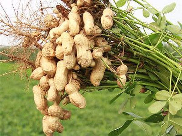 实皆省蒙育瓦县区今年雨季期间种植的雨花生作物已开始采收工作