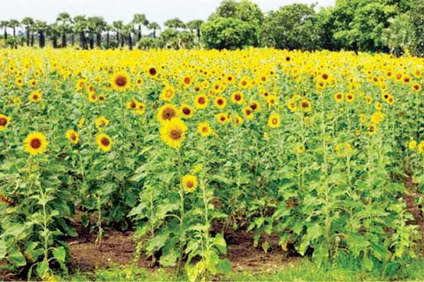 实皆省蒙育瓦专区今年雨季完成雨向日葵1千多英亩的种植工作