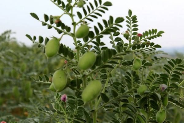 实皆省耶乌专区今年冬季期间将种植近4.3多万英亩鹰嘴豆