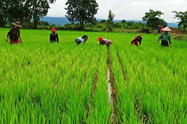 实皆省今年雨季种植了雨季稻180多万英亩