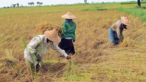 德林达依省开始雨季稻收割工作并规划种植冬作物