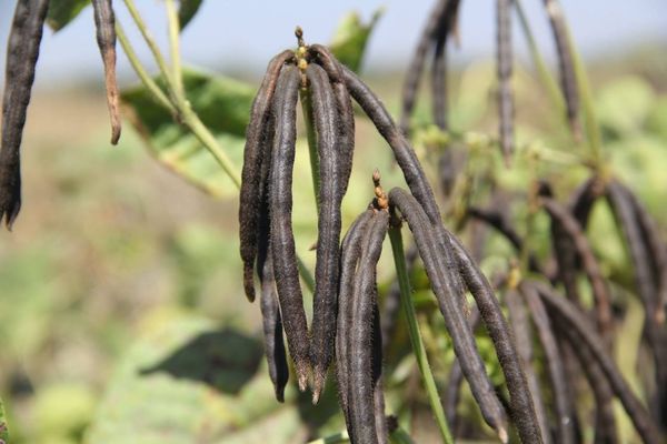 伊洛瓦底省海基遵镇区今年冬季规划种植黑麦豆1千多英亩