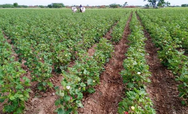 实皆省茵马宾专区今年雨季种植了棉花5千多英亩