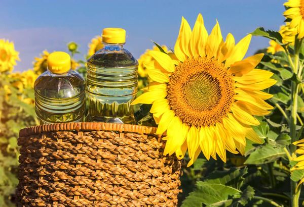 实皆省明景县区今年雨季期间种植了各种油料作物2.7万多英亩