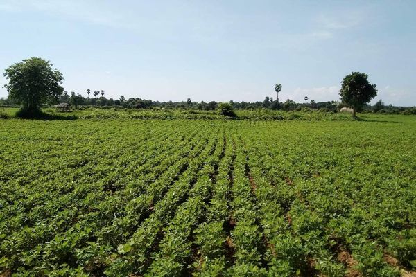 实皆省今年冬作物种植季节期间规划种植51万多英亩冬花生