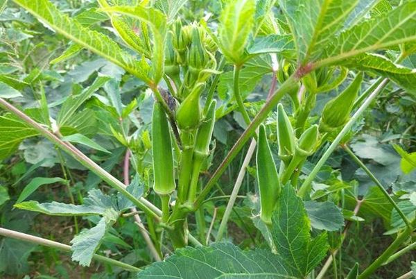 马圭省斯林县区乡村农民们种植秋葵获得好价钱