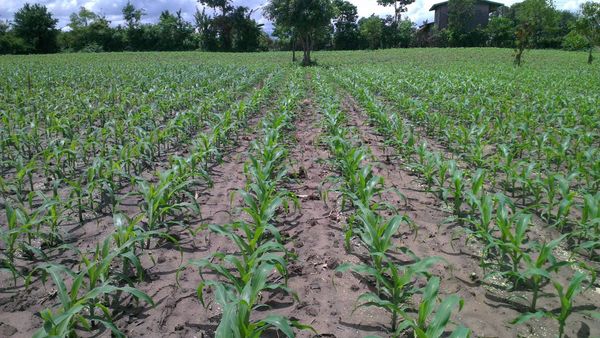 马圭省敏巫(斯固)县区今年种植的2千多英亩玉蜀黍都在茁壮成长