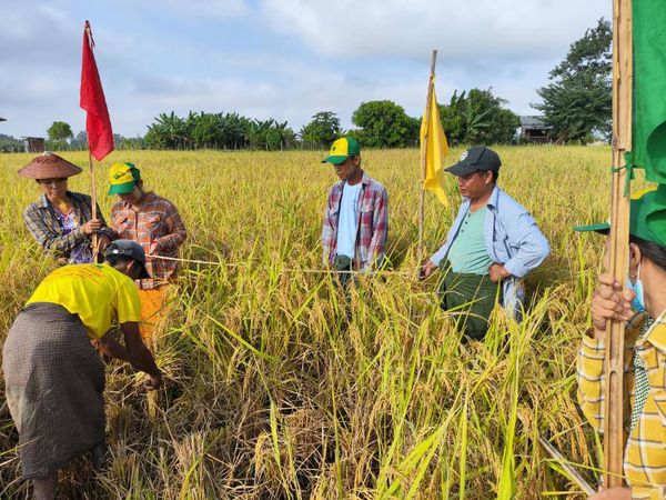 马圭省南卯县区进行雨季稻标准田收割工作
