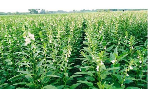 实皆省遵纳县区今年冬作物种植季节期间已种植冬芝麻1.4万英亩