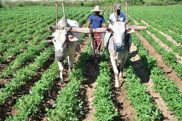 马圭省本漂县区今年冬季已完成冬作物4万多英亩的种植工作