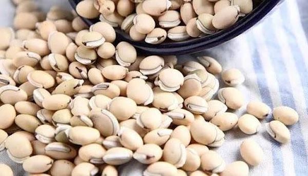 马圭省本漂县区今年冬季已完成522英亩扁豆种植工作