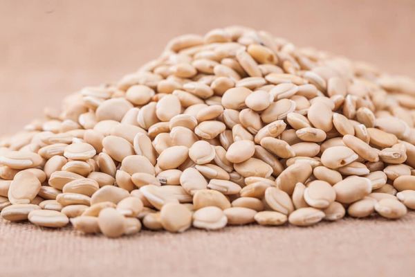 马圭省敏巫(斯固)县区今年冬季种植了扁豆1.2万多英亩