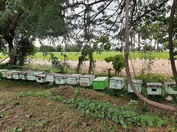 现财政年度7个月缅甸向国外出口蜂蜜获得117.9万美元的收入