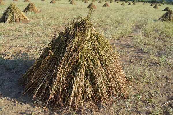 实皆省格礼瓦县区完成了今年雨芝麻900多英亩采收工作