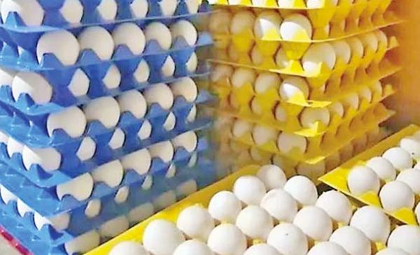 伊洛瓦底省吉叻县区10月份向仰光大都市输送出70万枚鸭蛋