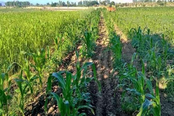 实皆省淡色县区今年冬季已完成玉米玉蜀黍1,800多英亩种植工作