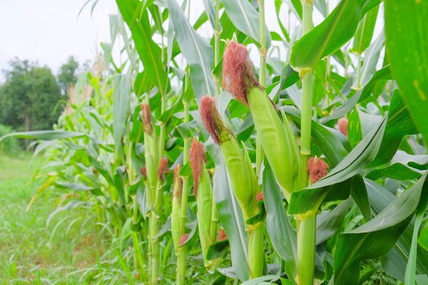 马圭省本漂县区今年冬季已种植了玉米作物700多英亩