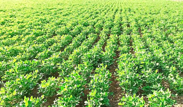 实皆省钦乌县区今年冬作物种季节期间种植了冬花生3万多英亩