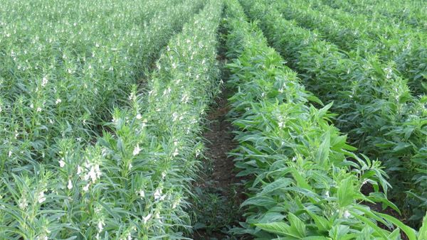 实皆省杰沙县区今年冬季已种植了冬芝麻2万多英亩